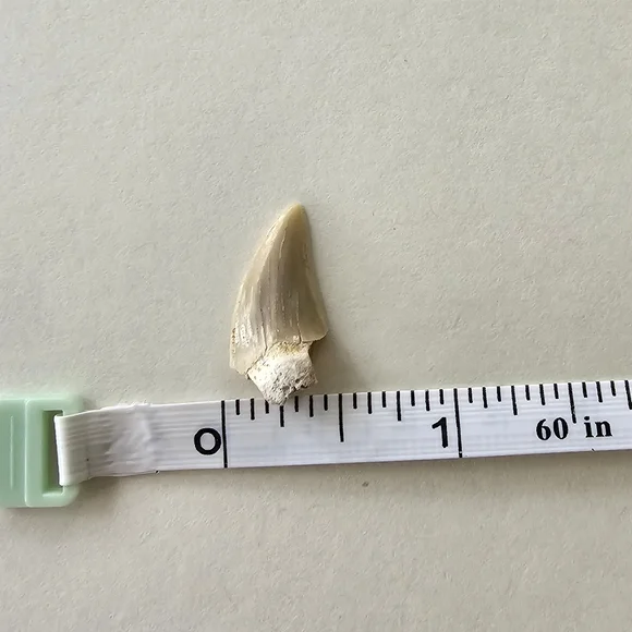 🦈 Shark Tooth - Picture 5 of 5